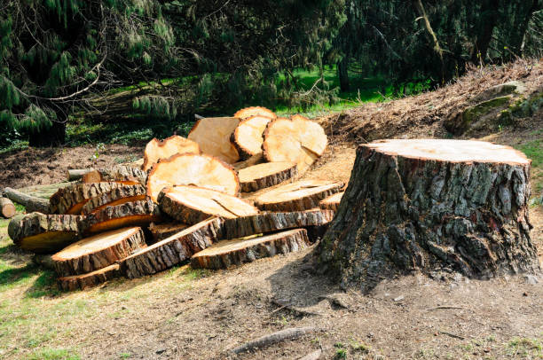 How Our Tree Care Process Works  in  Seymour, MO